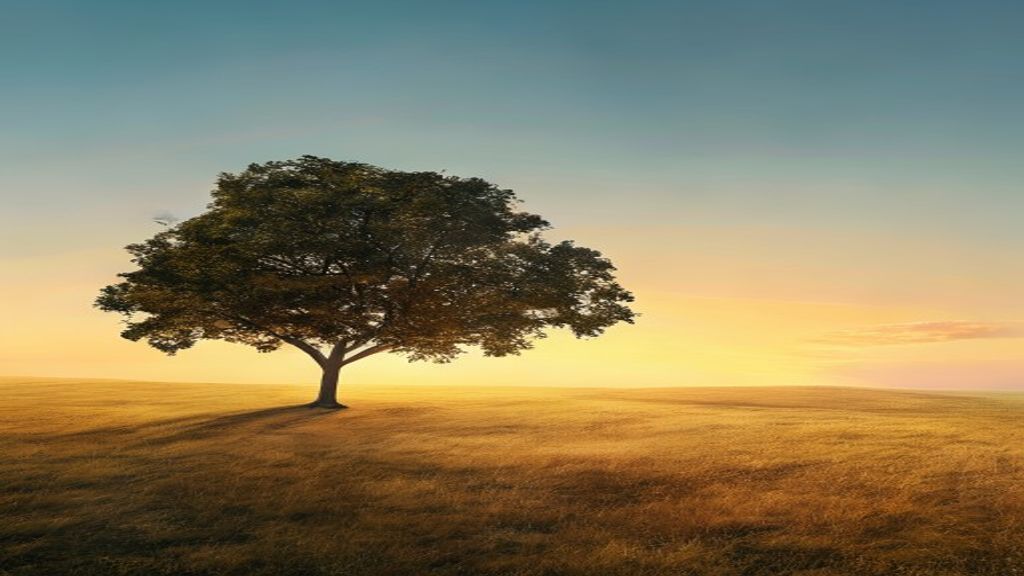 Calm Single Tree Horizon at Sunset