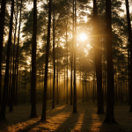 A breathtaking view of forest trees glowing under warm sunset rays, creating a magical and serene natural landscape.