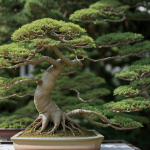 A close-up macro shot of a bonsai tree, highlighting its intricate details and delicate leaves, showcasing the art of bonsai miniature gardening.