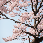 A stunning view of cherry blossoms gently swaying in the wind, capturing the essence of spring with delicate pink flowers creating a picturesque scene.