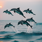 A breathtaking view of dolphins leaping against the backdrop of a vibrant sunset, showcasing nature's beauty and marine wonders in perfect harmony.