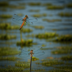 A vibrant dragonfly gracefully skimming the calm water surface, showcasing its delicate wings and intricate patterns, highlighting the beauty of nature.