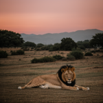 A majestic lion resting under a vibrant sunset sky, showcasing the serene beauty and tranquility of nature's harmonious masterpiece.