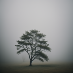 A solitary tree emerges through a dense fog, creating a serene and quiet landscape that exemplifies natural beauty and solitude in a misty setting.