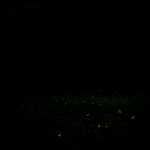 A captivating view of magical fireflies illuminating a dark, mystical forest, showcasing the enchanting glow of nature's wonders during the night.