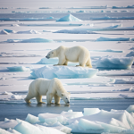 A majestic polar bear stands on an ice floe in the Arctic, highlighting the beauty and challenges of its icy habitat due to climate change.