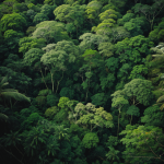 A breathtaking aerial view of the lush rainforest canopy, showcasing vibrant greenery and diverse plant life from above.