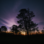 A breathtaking view of a silhouette forest against a radiant purple sky, capturing the serene and enchanting beauty of nature's twilight.