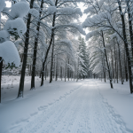 A tranquil forest path blanketed in snow, showcasing the serene beauty of a winter wonderland, inviting nature lovers to explore and find peace.