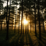 A stunning sunset filtering through tall forest trees, casting warm golden hues and creating a serene and captivating natural landscape.