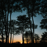 A stunning view of tree silhouettes against a colorful dusk sky, capturing the essence of nature's beauty as the day transitions to night.