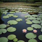 Elegant water lilies floating on a tranquil pond, showcasing their serene beauty and enhancing the peacefulness of their natural environment.