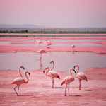 A flock of flamingos wading gracefully in a vibrant pink lake, creating a stunning and colorful natural landscape.