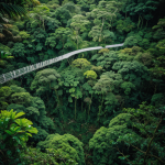 Aerial view of a lush rainforest canopy, showcasing vibrant greens and dense foliage from above, highlighting the beauty and diversity of this ecosystem.