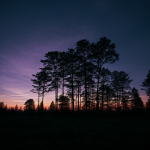 A mystical silhouette forest with tall trees under a captivating purple sky, creating an enchanting and serene natural scene.
