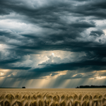 A breathtaking view of a stormy sky looming over a vast golden wheat field, capturing the dramatic contrast and serene beauty of nature's power.